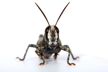 Fototapeta premium Grasshopper