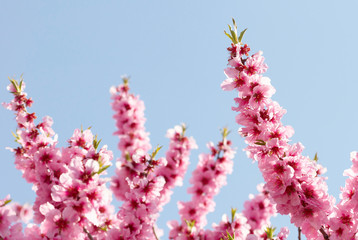 Spring apple blossoms over blue sky