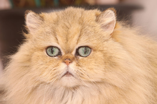 portrait de persan golden shaded de gros plan,yeux verts