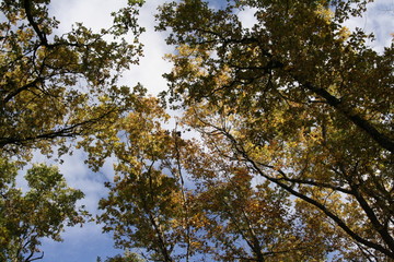 Fototapeta premium feuilles