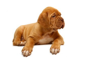 Lying puppy of breed a mastiff from Bordeaux.