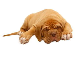 Puppy of breed a mastiff from Bordeaux.