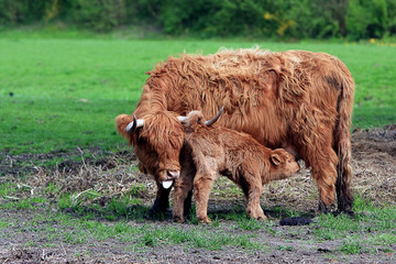 Highland Cow with Calf Feeding