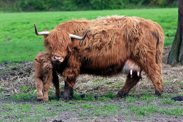 Highland Cow with Calf