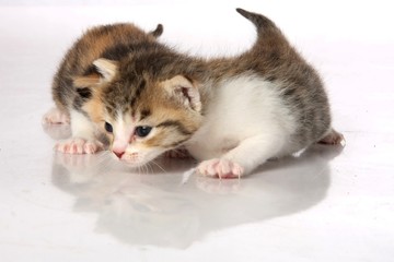 Kittens