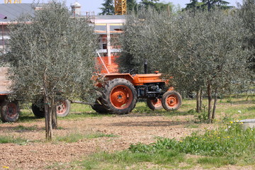raccolta delle olive