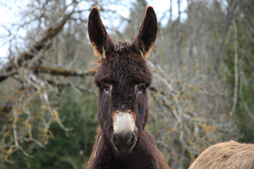 Fototapeta premium âne