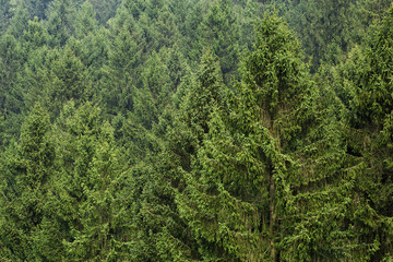 pine tree forest background