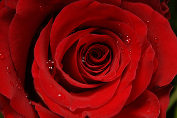 Fototapeta róża, rose obraz
