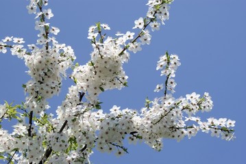 white spring flowers on plum tree