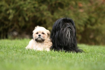 famille de lhassa apso couchés de face dans le jardin
