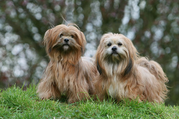 deux lhassa apso attentifs côte à côte de face