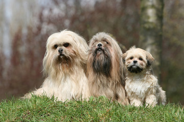 famille de lhassa apso assis ensemble à la campagne