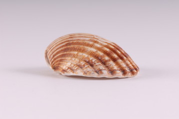 muszelka, shell