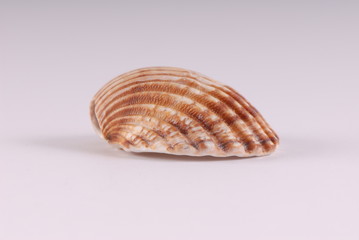 muszelka, shell © Krzysztof Budziakows