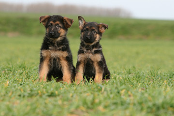 deux chiots bergers allemands assis ensemble de face