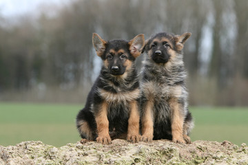 deux chiots bergers allemands assis de face côte à côte