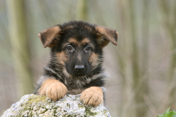 portrait craquant d'un chiot berger allemand de face