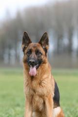 portrait d'un berger allemand assis de face et tirant la langue