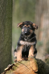 adorable petit berger allemand assis sur un tronc d'arbre