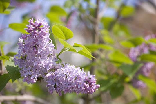 Fiore di lilla