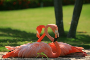 Flamingoliebe