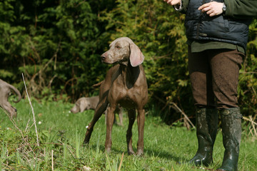 braque de weimar adulte un jour de chasse