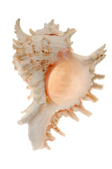 Seashell and starfish isolated on white background