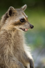 Wild racoon in Key West Florida USA