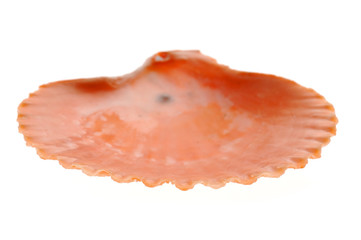 Seashell and starfish isolated on white background