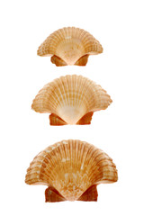 Seashell and starfish isolated on white background