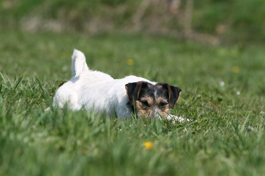 jack russel terrier adulte caché dans l'herbe prêt à bondir