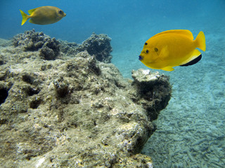 Fototapeta na wymiar Yellowfishes