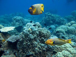 Fototapeta na wymiar Reeffishes