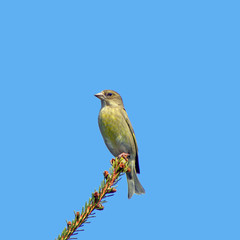 Grünfink auf Tannenzweig