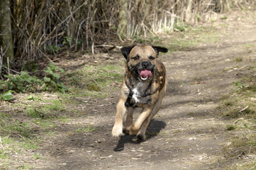 Border terrier