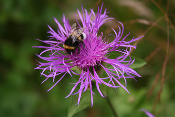Hummel auf Distel