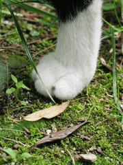 Katzenpfote