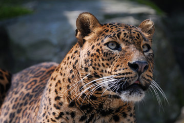 Fototapeta premium beautiful leopard