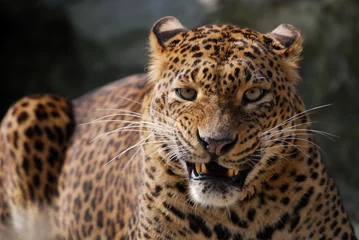 Wandcirkels tuinposter angry leopard © Eric Gevaert