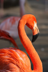 Fototapeta premium Chilean Flamingo (Phoenicopterus chilensis)