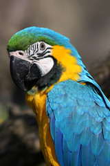 Blue and Yellow Macaw (Ara ararauna)