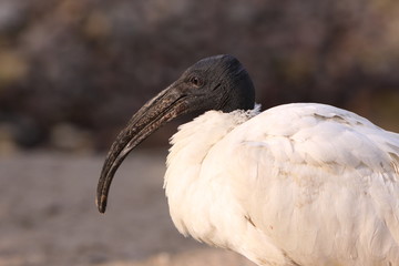 Molukkenibis