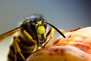 Wasp attack