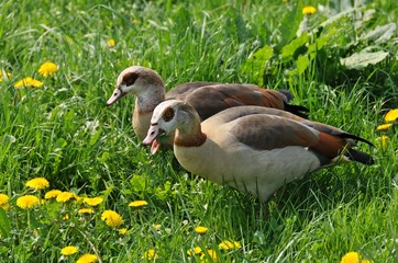 Nilgänse