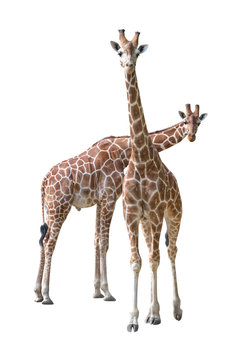 Giraffe young couple