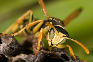 Avispa (Polistes bischoffi)