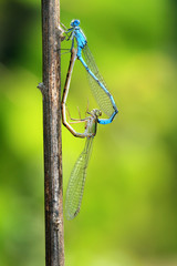 Anax imperator dragonfly