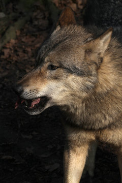 Fressender Wolf