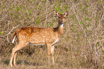 Chital Doe Portrait